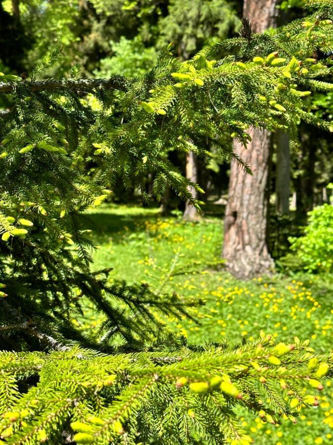 Green Mountain 보르조미 외부 사진